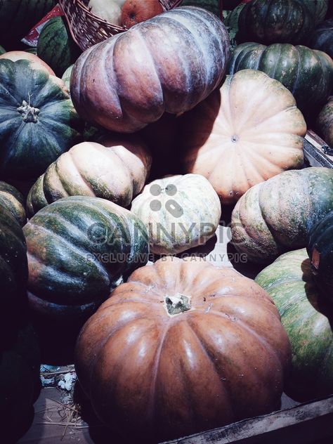 Heap of pumpkins - Free image #183259