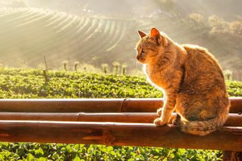 Cat sitting on beams - бесплатный image #183489