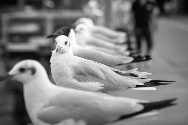Seagulls sitting on parapet - image #183539 gratis