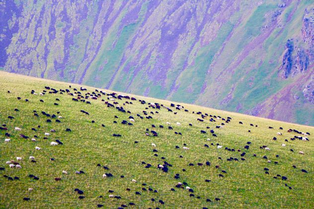 Flock of sheep on boundless grassland - бесплатный image #183719
