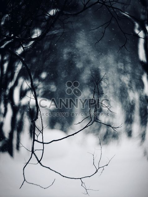 Closeup of tree branches in winter forest - image #183969 gratis