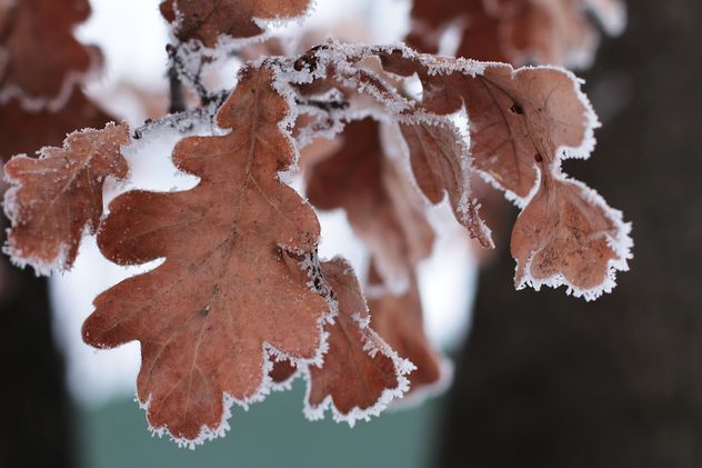 Closeup of oak leaves in winter - Free image #184019