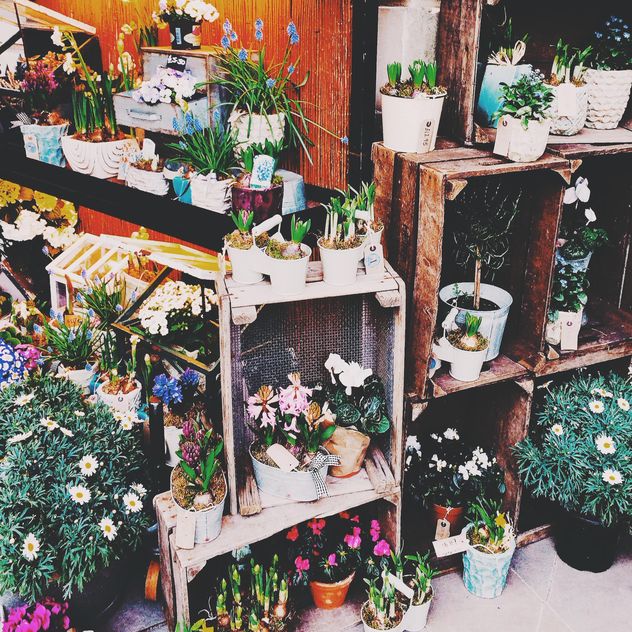 Houseplants in pots on shelves - бесплатный image #184049