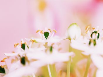 Closeup of white flowers - image #184129 gratis