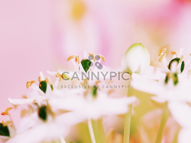 Closeup of white flowers - бесплатный image #184129