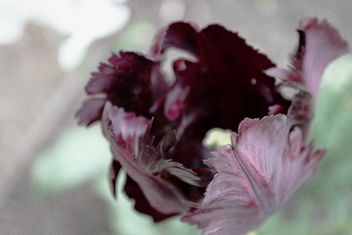 Black tulip - image #184269 gratis