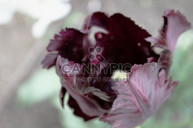 Black tulip - image #184269 gratis