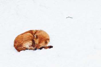 Red dog on a snow - image #184409 gratis