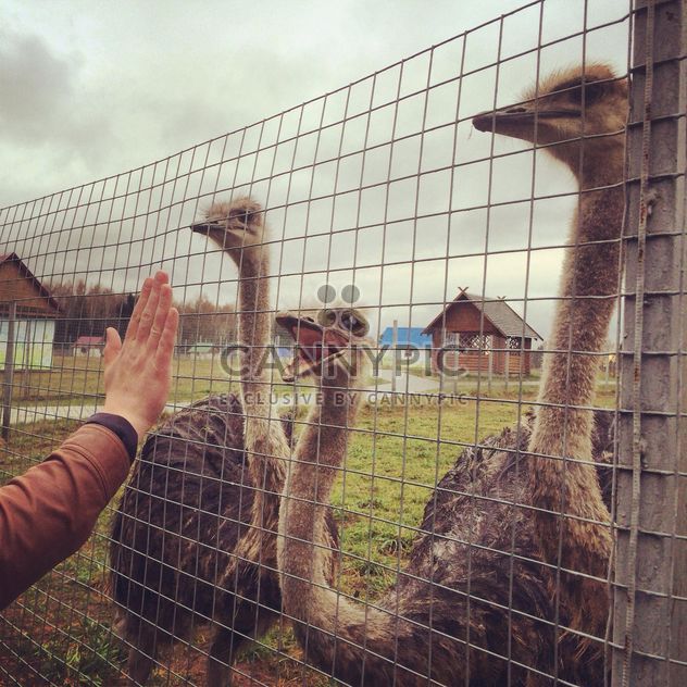 Ostriches on a farm - бесплатный image #184419