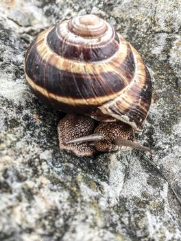 snail - Free image #185739