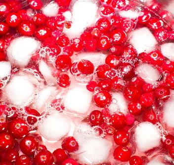 Lingonberry in ice - image #185869 gratis