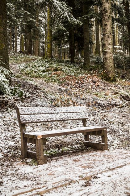 Bench in winter forest - image #185919 gratis