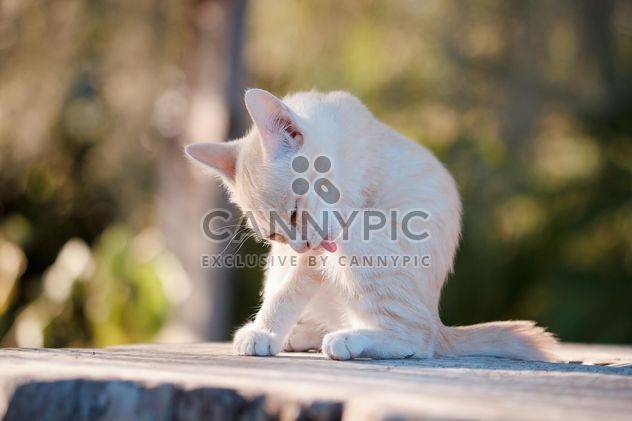 Kitten licking its paw - image #186119 gratis