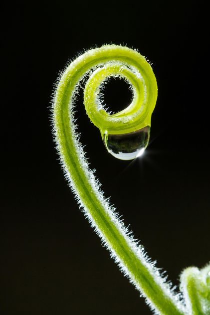 Curly twig with water drop - Free image #186129
