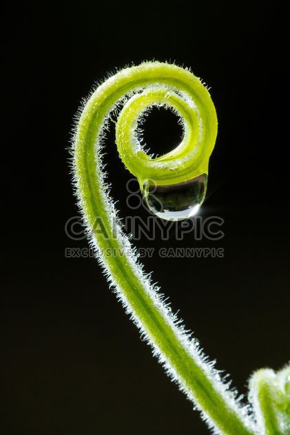 Curly twig with water drop - Free image #186129