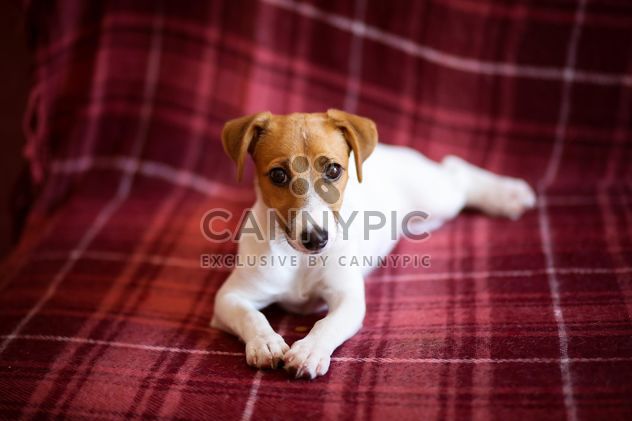 Jack Russell Terrier puppy - image #186149 gratis