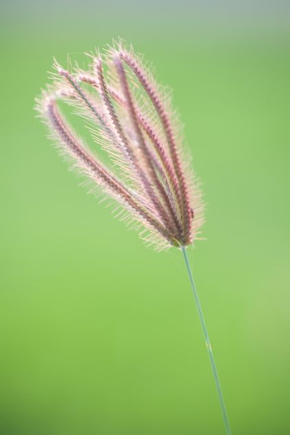 Close-up of spikelet on green background - image gratuit #186309 