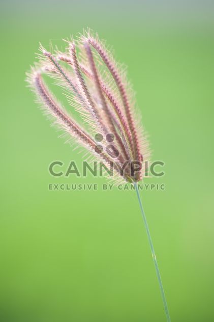 Close-up of spikelet on green background - image #186309 gratis