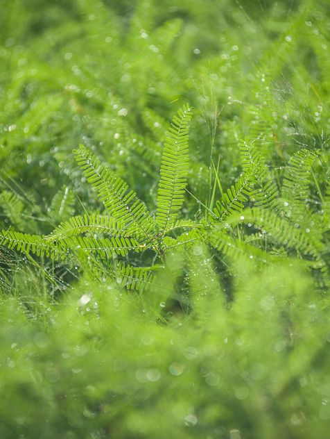 dew on grass - Free image #186329