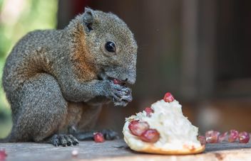 Squirrel eating pomegranate - Free image #186399