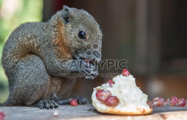 Squirrel eating pomegranate - image #186399 gratis