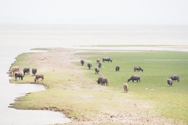 Buffaloes on pasture - бесплатный image #186569