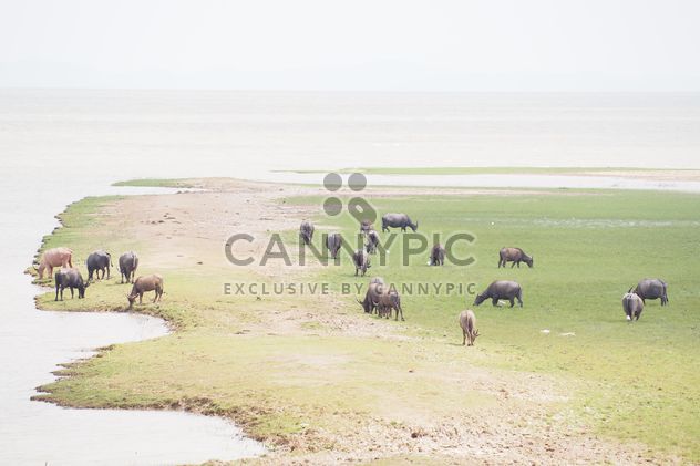 Buffaloes on pasture - image #186569 gratis