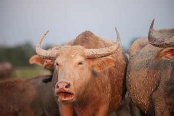 White buffaloes on pasture - image #186579 gratis