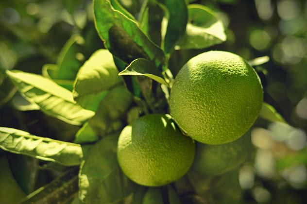 Lime fruits on tree - Kostenloses image #186709