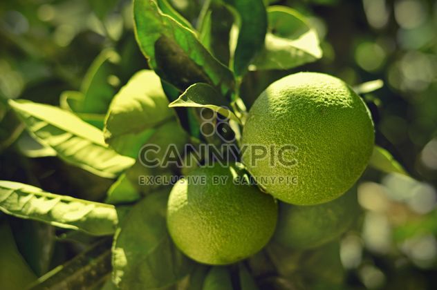 Lime fruits on tree - image #186709 gratis