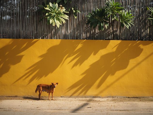 Dog near yellow wall - бесплатный image #186969