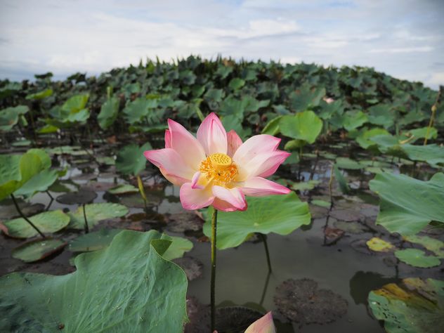 Pink lotus on the lake - Free image #186989