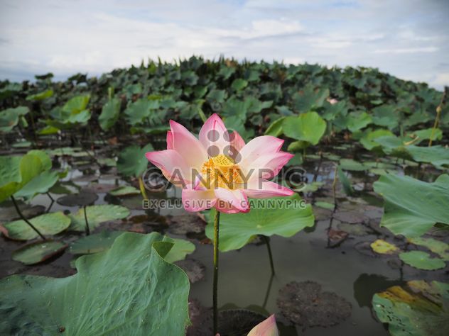 Pink lotus on the lake - image #186989 gratis