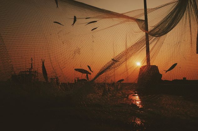 Fish in net on lake at sunset - Free image #187149