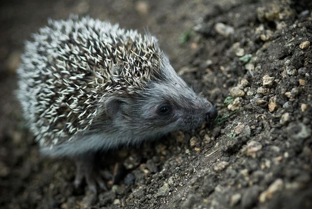 Cute hedgehog on ground - image #187709 gratis