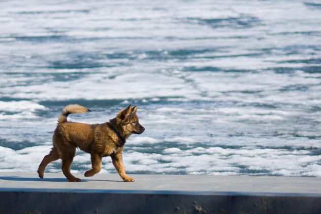 Dog running along the waterfront - image #187779 gratis