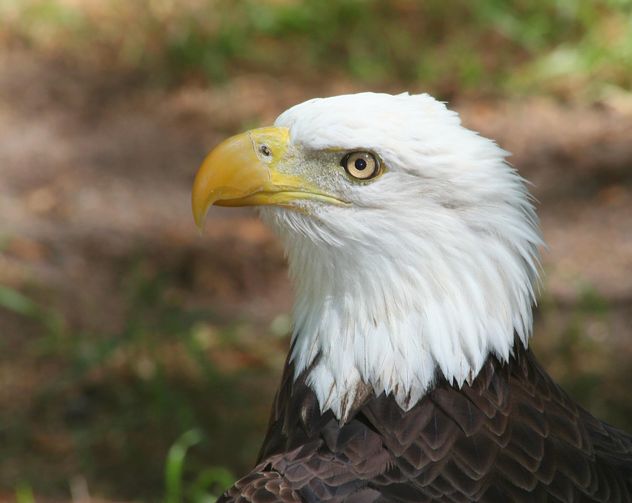 American Bald Eagle - image #187819 gratis