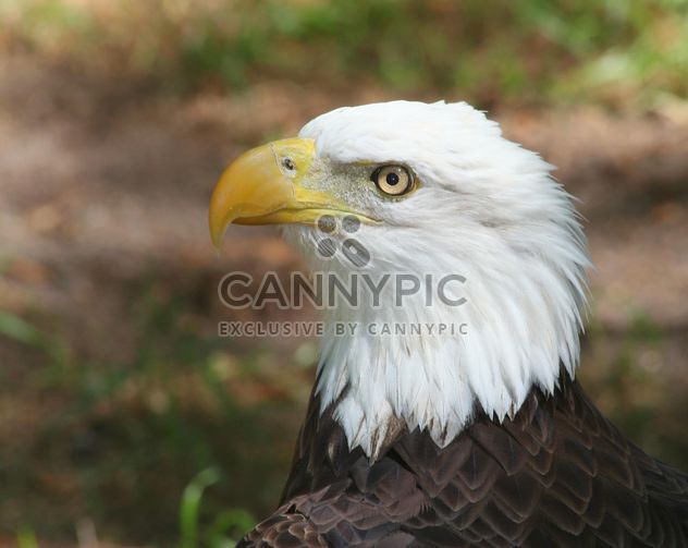 American Bald Eagle - image gratuit #187819 