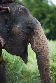 ASIA Elephant Portrait - Kostenloses image #198099