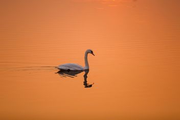 White swan on a background of orange sunset on the water - бесплатный image #198569