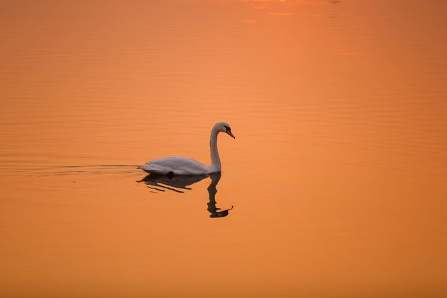 White swan on a background of orange sunset on the water - бесплатный image #198569