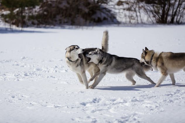 Husky playing in the snow - image #198659 gratis