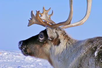 Reindeer - Kostenloses image #199009