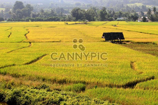 Rice field terraces, Chiang Mai Province, Thailand - бесплатный image #199019