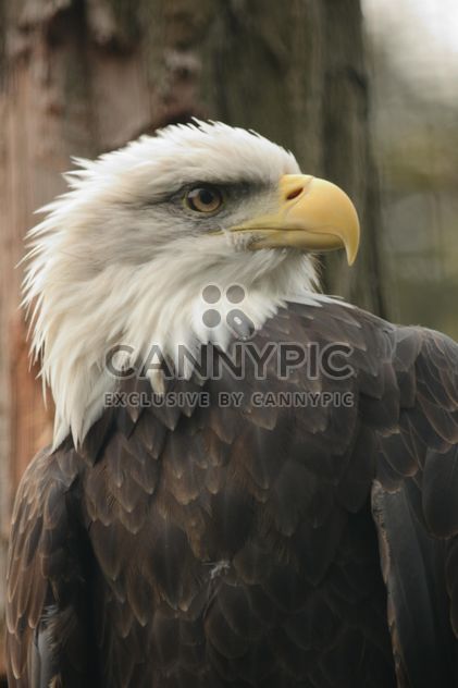 Close-up portrait of eagle - image #201459 gratis