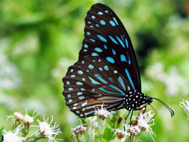 Dark Blue Tiger butterfly on flowers - image #201499 gratis