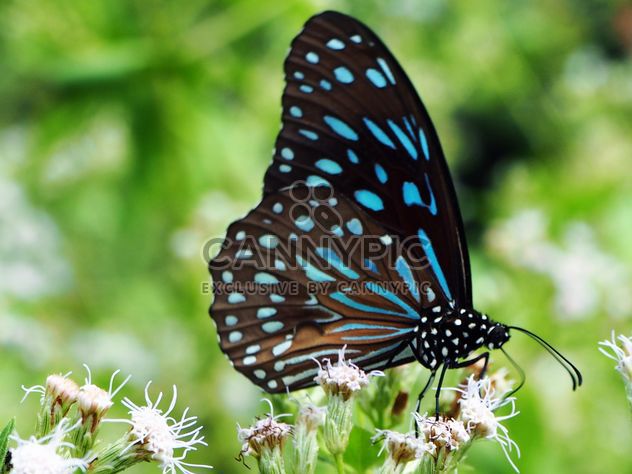 Dark Blue Tiger butterfly on flowers - image #201499 gratis