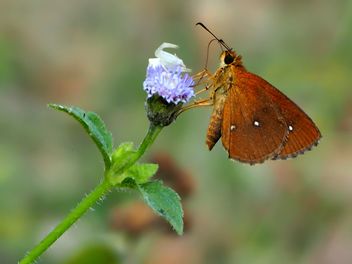 Butterfly called - Free image #201519