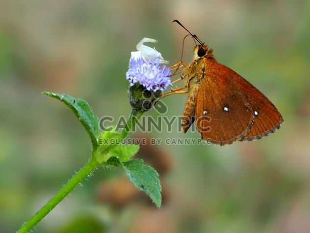 Butterfly called - image #201519 gratis