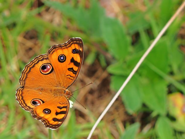 Orange butterfly - image #201559 gratis